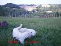 abruzzese shepherd dog